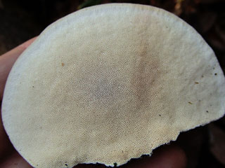 kujiratake (22).JPG
