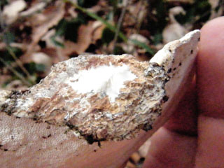 kujiratake (25).JPG