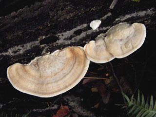 kujiratake (26).JPG