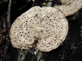kujiratake (27).JPG