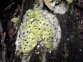 kujiratake (28).JPG