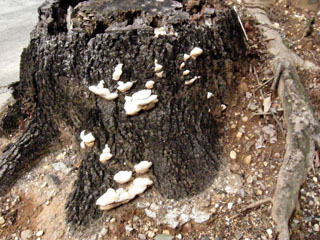 kujiratake (29).JPG