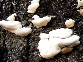 kujiratake (30).JPG