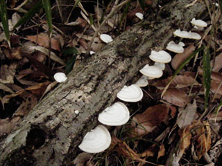 kujiratake (31).JPG