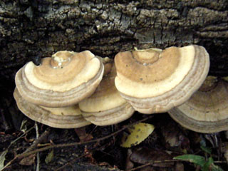 kujiratake (32).JPG