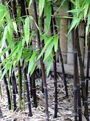仙人杖 | まねき屋のキノコblog
