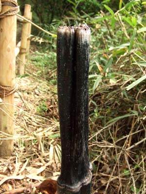 仙人杖 | まねき屋のキノコblog