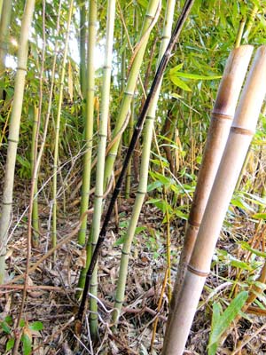 仙人杖 | まねき屋のキノコblog