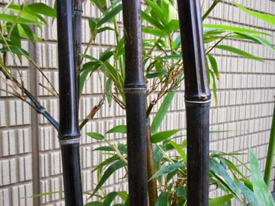 仙人杖 | まねき屋のキノコblog