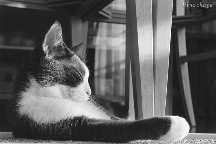 グレピ猫びよりの写真