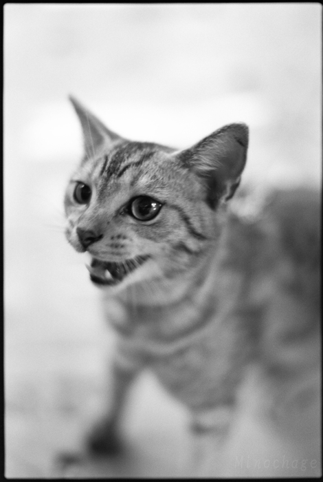 迪化街の子猫君