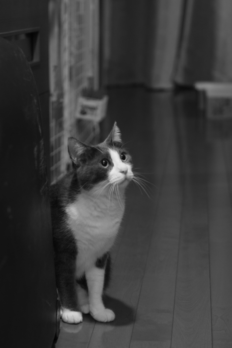 グレピと夜中に遊んだ日