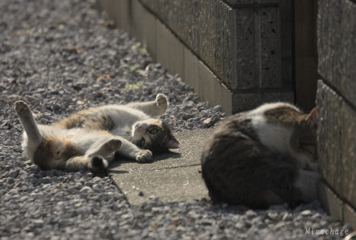 谷中の猫兄弟