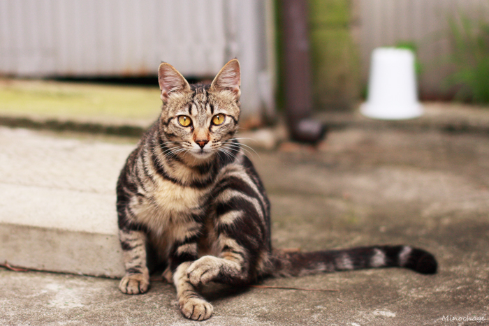 鬼子母神の猫君(1)