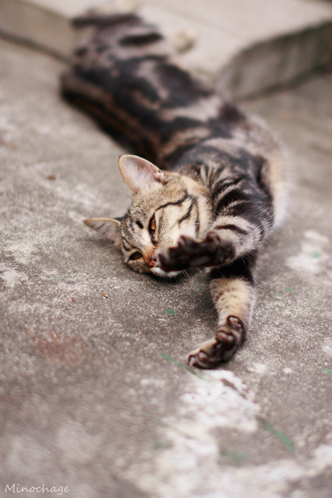 鬼子母神の猫君(2)