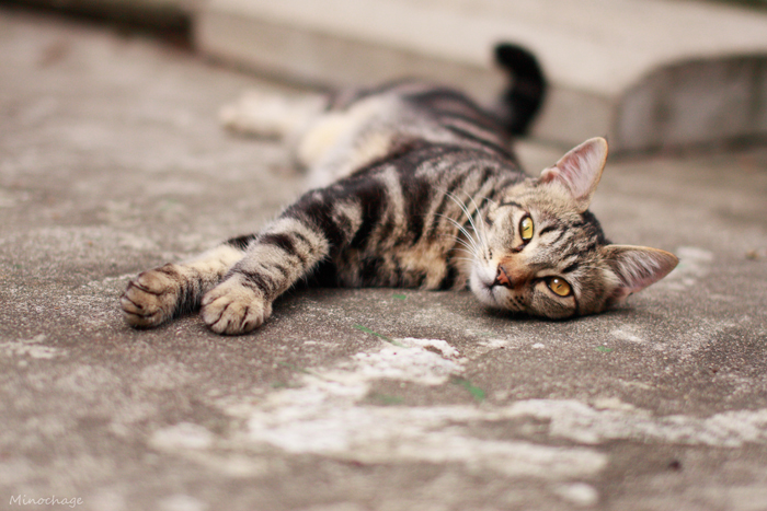 鬼子母神の猫君(3)