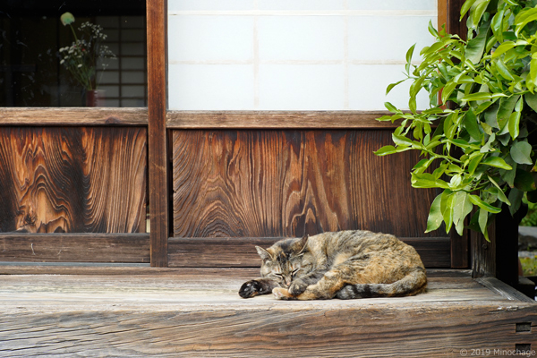 ねこの京都_えきちゃん