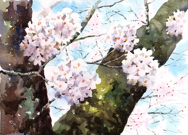 透明水彩画 水彩画 「桜の咲く並木道」額縁付 F4サイズ 原画 