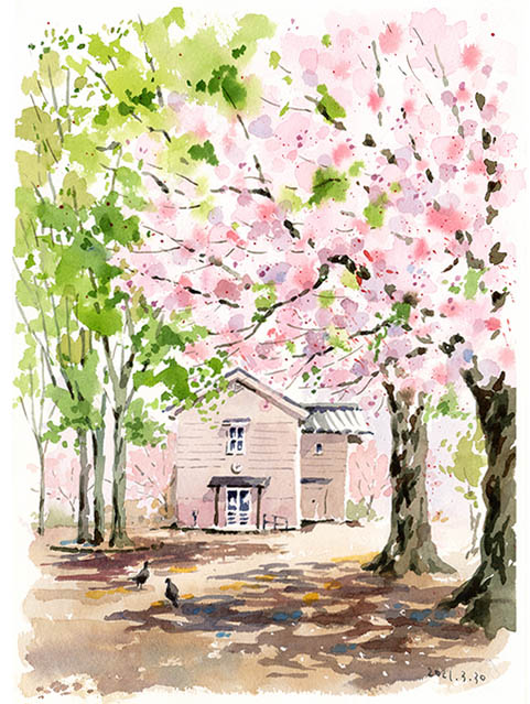 桜スケッチ1 | うさこの透明水彩画 桜スケッチ1 | うさこの透明水彩画