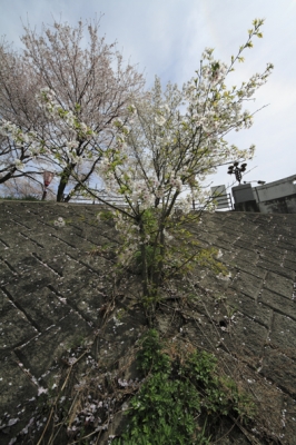 根性桜