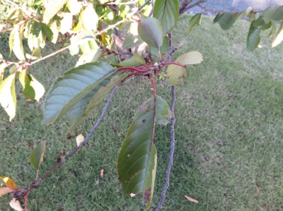 ºù