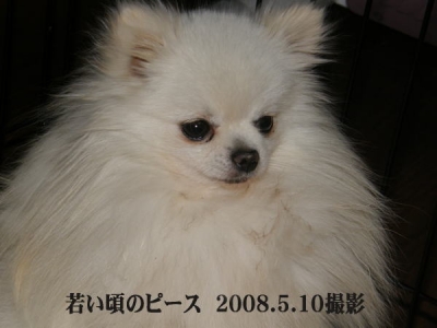 ホワイト 白ポメ ポメラニアン