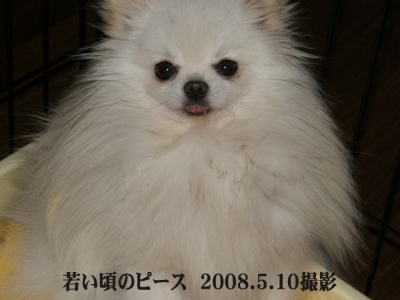 ホワイト 白ポメ ポメラニアン