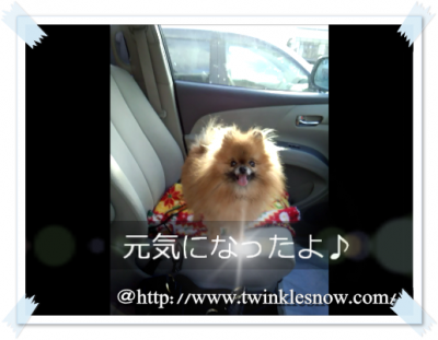 ポメラニアン TWINKLESNOW犬舎