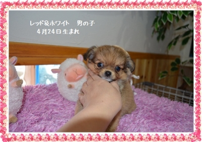 チワワ