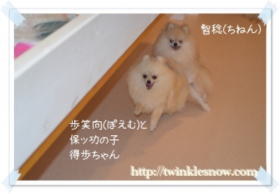 ポメラニアン