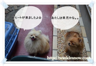 ポメラニアン