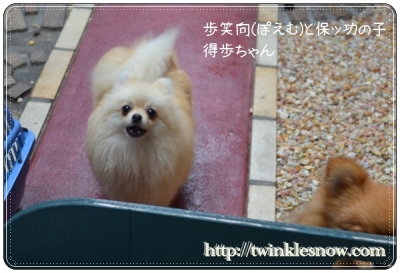 ポメラニアン