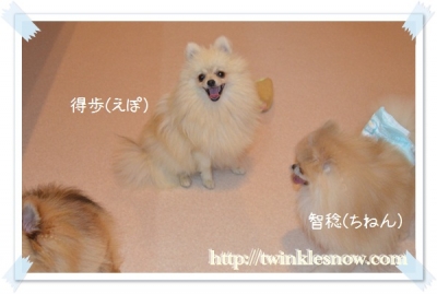 ポメラニアン