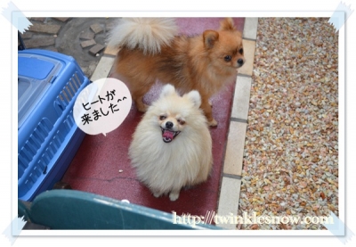 ポメラニアン