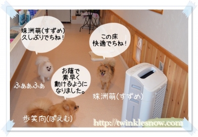 ポメラニアン
