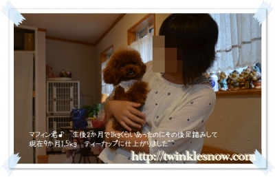 ティーカッププードル TWINKLESNOW犬舎