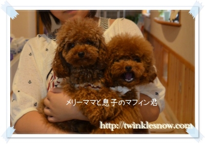 ティーカッププードル TWINKLESNOW犬舎