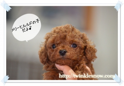 ティーカッププードル TWINKLESNOW犬舎