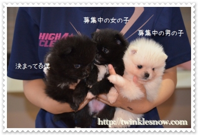 ポメラニアン 子犬