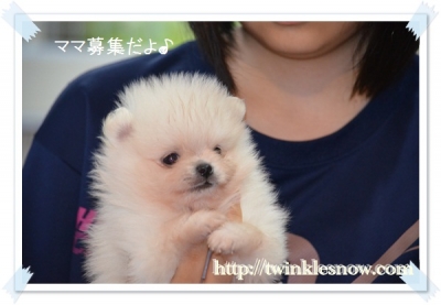 ポメラニアン 子犬