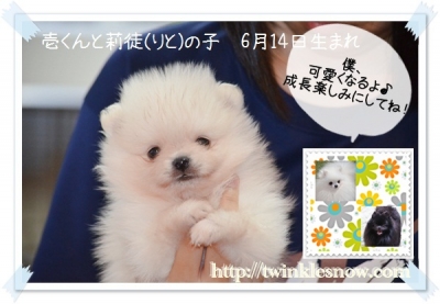ポメラニアン 子犬