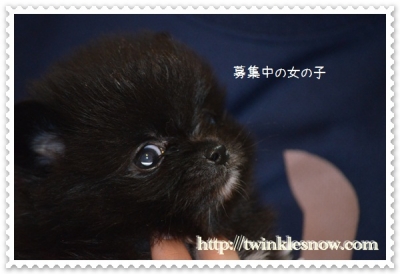 ポメラニアン 子犬