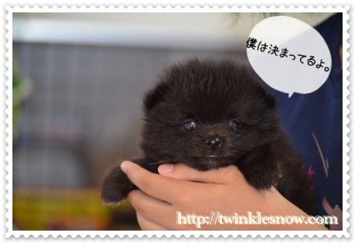 ポメラニアン 子犬