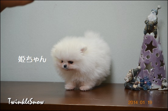 white pomeranian ポメラニアン TWINKLESNOW