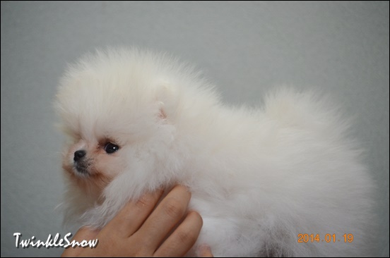 white pomeranian ポメラニアン TWINKLESNOW