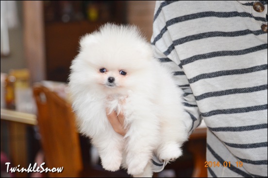 white pomeranian ポメラニアン TWINKLESNOW
