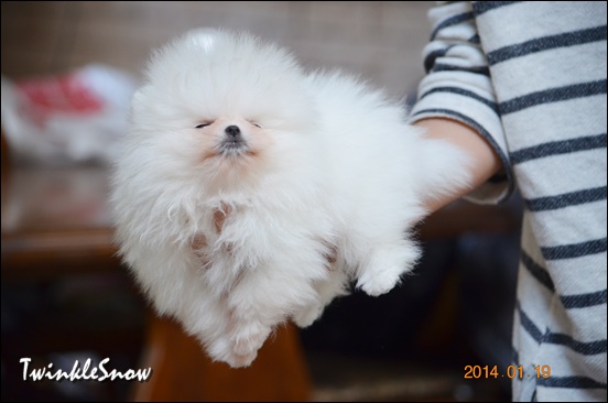 white pomeranian ポメラニアン TWINKLESNOW