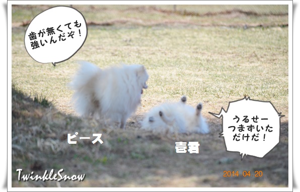 twinklesnow white pomeranian