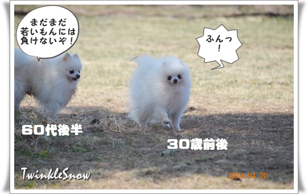 twinklesnow white pomeranian