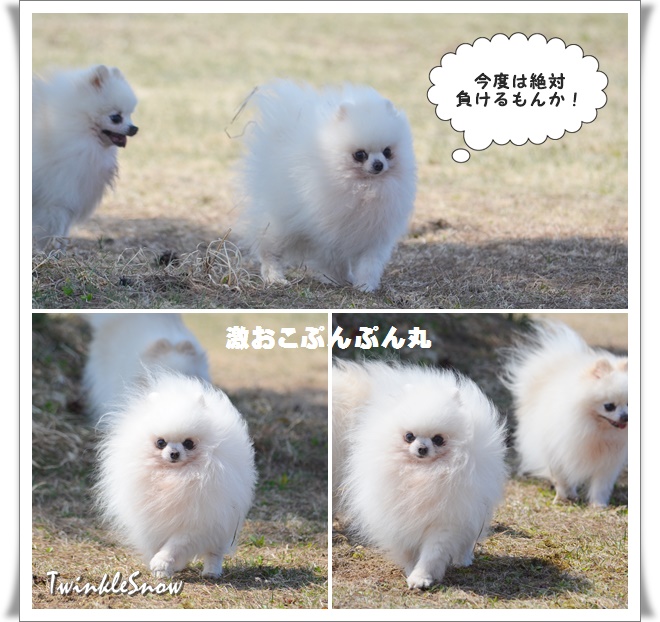 twinklesnow white pomeranian